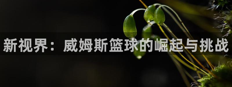 新视界：威姆斯篮球的崛起与挑战