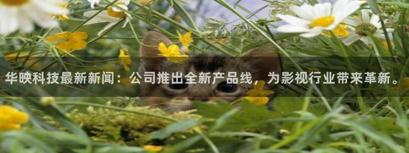 华映科技最新新闻：公司推出全新产品线，为影视行业带来革新。